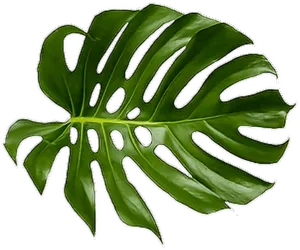 Monstera Deliciosa Leaf.png PNG Image