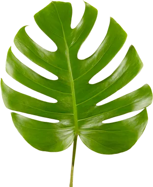 Monstera Deliciosa Leaf PNG Image