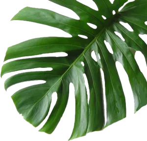 Monstera Deliciosa Leaf Transparent Background PNG Image