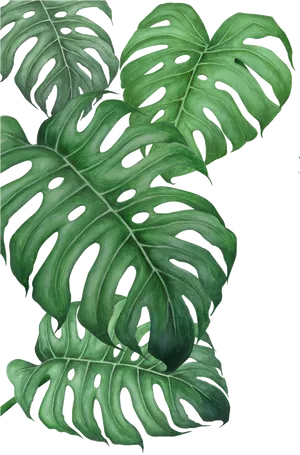 Monstera Deliciosa Leaves Transparent Background PNG Image