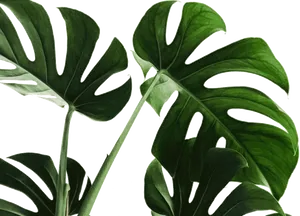 Monstera Deliciosa Leaves Transparent Background PNG Image