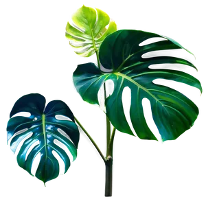 Monstera Deliciosa Plant Png Mrj94 PNG Image