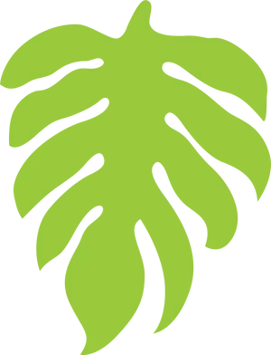 Monstera Leaf Vector Illustration PNG Image