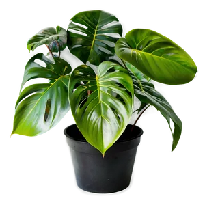 Monstera Plant C PNG Image