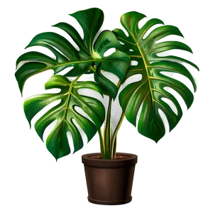 Monstera Plant D PNG Image