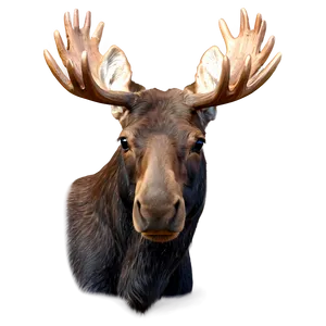 Moose Head B PNG Image