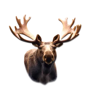 Moose Head Clipart Png 06292024 PNG Image