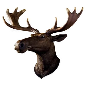 Moose Head D PNG Image