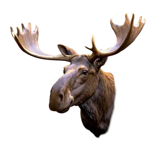 Moose Head Profile View Png Gxv PNG Image