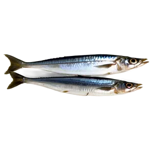 Moroccan Sardines Png 06252024 PNG Image