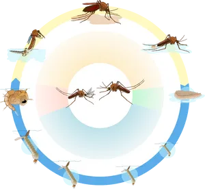 Mosquito_ Lifecycle_ Illustration.png PNG Image