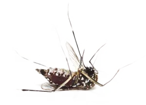 Mosquitoon Surface.png PNG Image