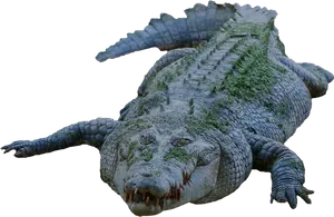 Moss Covered Crocodile PNG Image