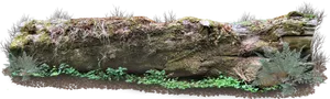 Mossy Forest Log PNG Image