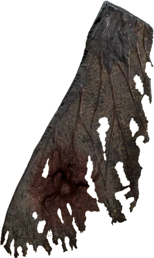 Mothman Wing Closeup PNG Image