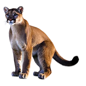 Mountain Lion At Dawn Png Jks44 PNG Image