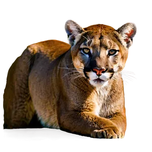 Mountain Lion In The Wild Png 14 PNG Image