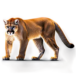 Mountain Lion Sketch Png 36 PNG Image