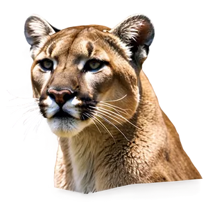 Mountain Lion Whisper Png Ila73 PNG Image