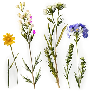 Mountain Meadow Wildflowers PNG 06202024 PNG