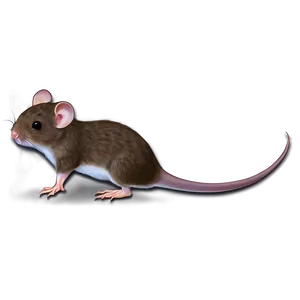 Mouse Tail Png 44 PNG Image