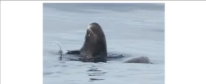 Mozambique Dugong Sighting PNG Image