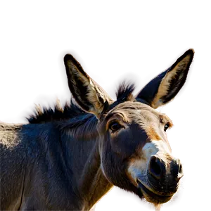 Mule And Donkey Comparison Png Uoc PNG Image