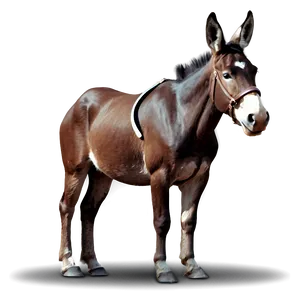 Mule Illustration Png Vet PNG Image