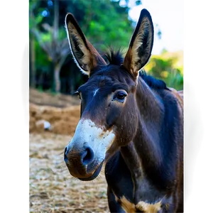 Mule In Farm Setting Png Whs44 PNG Image