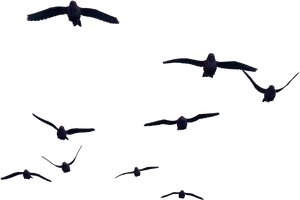 Multiple Birds In Flight Silhouettes PNG Image