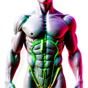 Muscle Torso Anatomy Png Lcr PNG Image