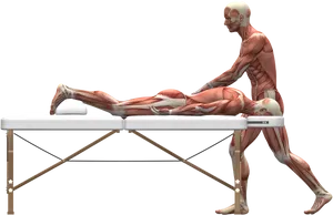 Muscular_ Anatomy_ During_ Massage PNG Image