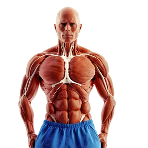 Muscular System Diseases Explained Png Tov PNG Image