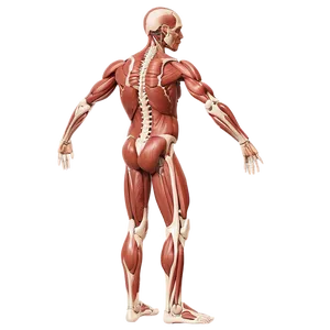 Muscular System Vocabulary And Terms Png Avt PNG Image