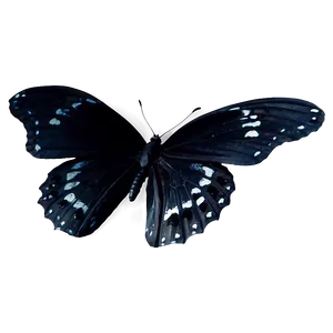 Mysterious Black Butterfly Png Kyl PNG Image