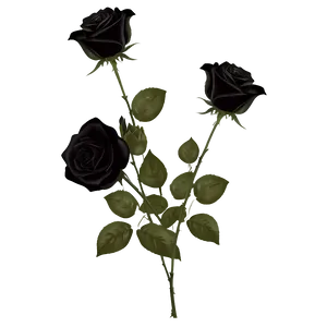 Mysterious Black Roses Png Abj PNG Image