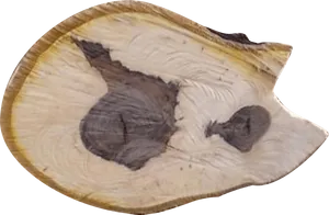 Natural Cross Section Wood Slice.jpg PNG Image