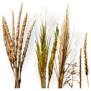 Natural Dry Grass Png Ccr46 PNG Image