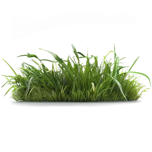 Natural Green Grass Png 53 PNG Image