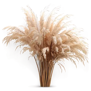 Natural Pampas Grass Png 45 PNG Image