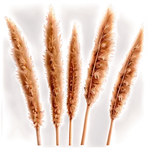 Natural Pampas Grass Png Evr48 PNG Image