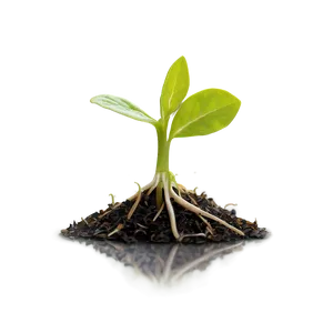 Nature Sprout Png Ijh59 PNG Image