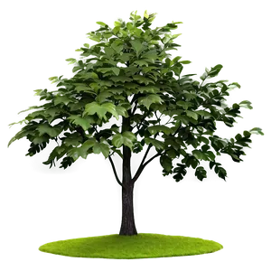 Nature Tree Top Layer Png Qne PNG Image