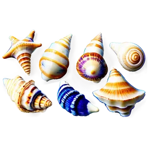 Nautical Seashells Png 06132024 PNG Image