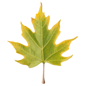 New York State Tree Sugar Maple Png Gmd PNG Image