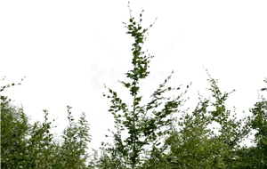 Nighttime Bushes Transparent Background PNG Image