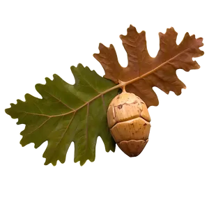 Oak Leaf With Acorn Png 85 PNG Image