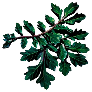 Oak Leaves Cluster Png Dgu PNG Image