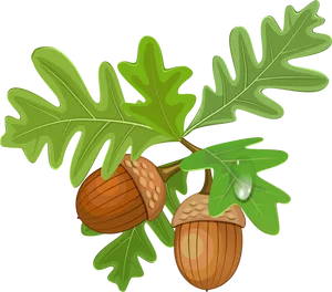 Oak Leavesand Acorns Illustration PNG Image