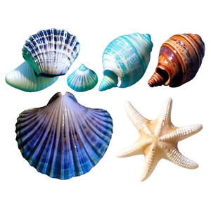 Ocean Shells Assortment Png 61 PNG Image